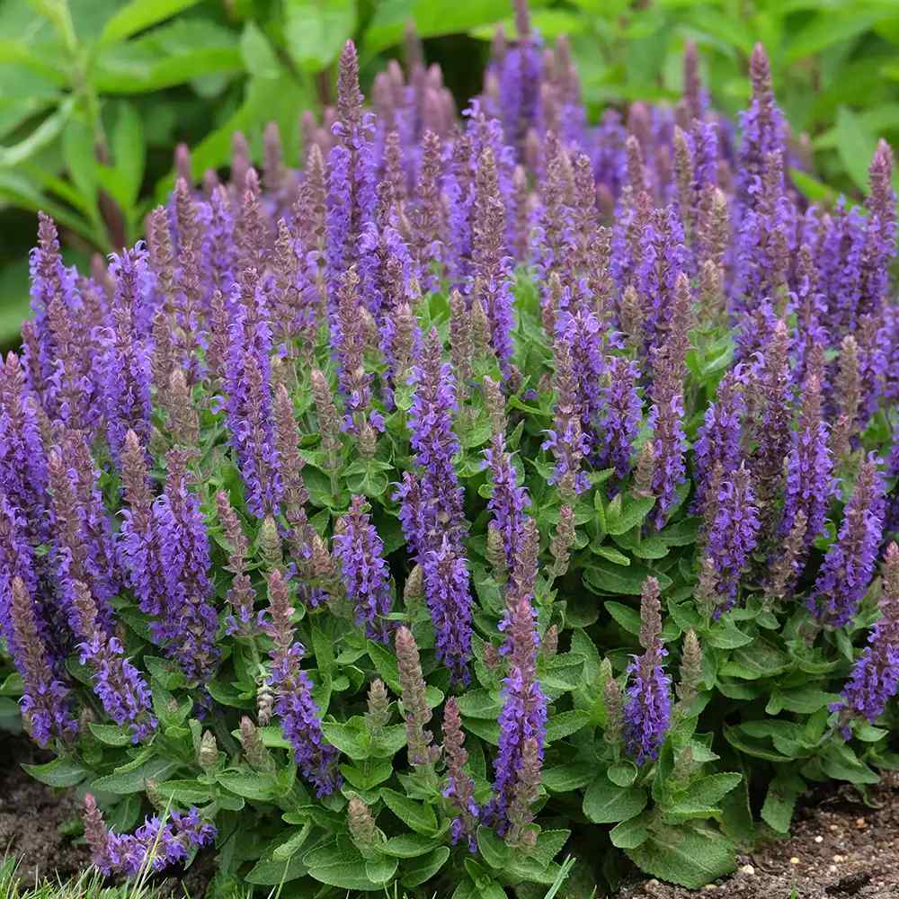 Salvia nemorosa Blue Bouquetta, planta perena cu flori albastre intense, inflorire abundenta