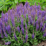 Salvia nemorosa Blue Bouquetta, planta perena cu flori albastre intense, inflorire abundenta