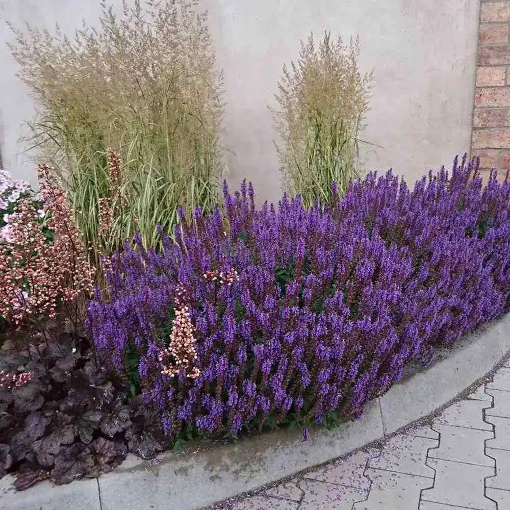 Salvia nemorosa Blue Bouquetta, planta perena cu flori albastre intense, inflorire abundenta