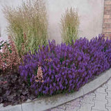 Salvia nemorosa Blue Bouquetta, planta perena cu flori albastre intense, inflorire abundenta