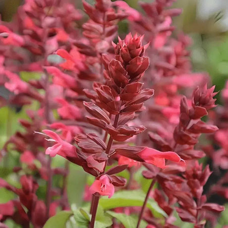 Salvia Rockin Red Flamingo, planta perena cu flori rosii spectaculoase