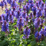 Salvie de Padure Blue Marvel, planta perena cu flori albastre intense, parfum discret