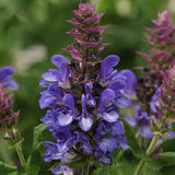 Salvie de Padure Blue Marvel, planta perena cu flori albastre intense, parfum discret