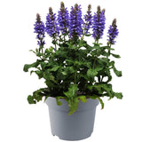 Salvie de Padure Blue Marvel, planta perena cu flori albastre intense, parfum discret