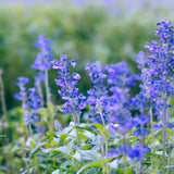 Salvie de Balta Uliginosa, planta perena decorativa, flori albastre, atractiva pentru polenizatori