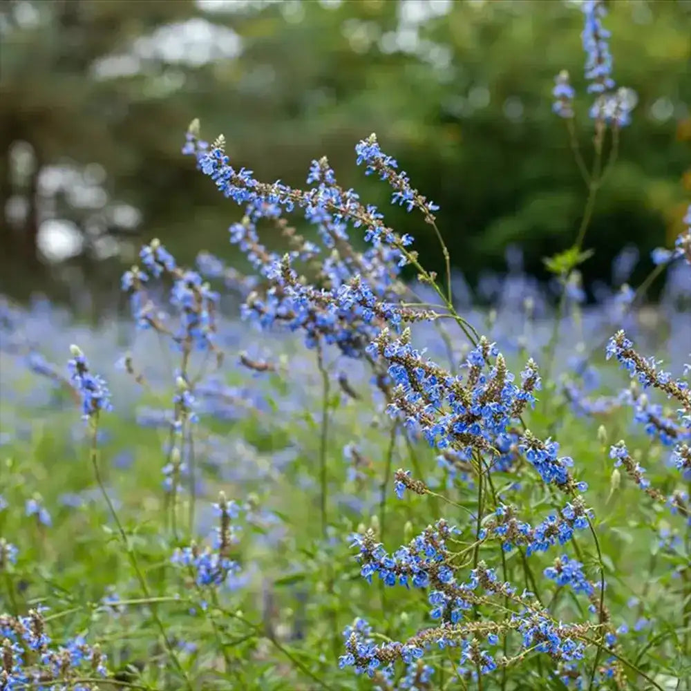 Salvie de Balta Uliginosa, planta perena decorativa, flori albastre, atractiva pentru polenizatori
