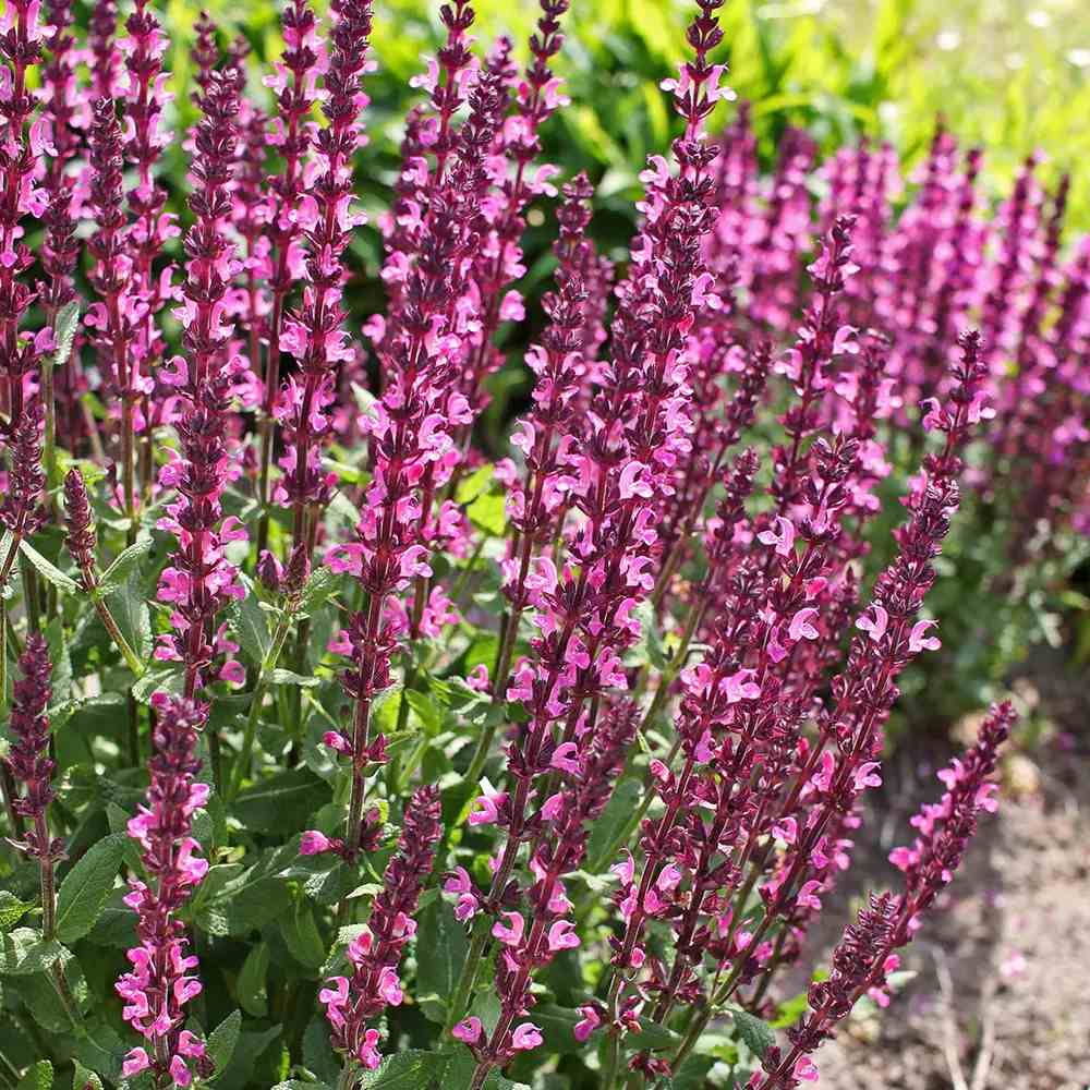 Salvie de Padure Pink Sensation - Parfum intens
