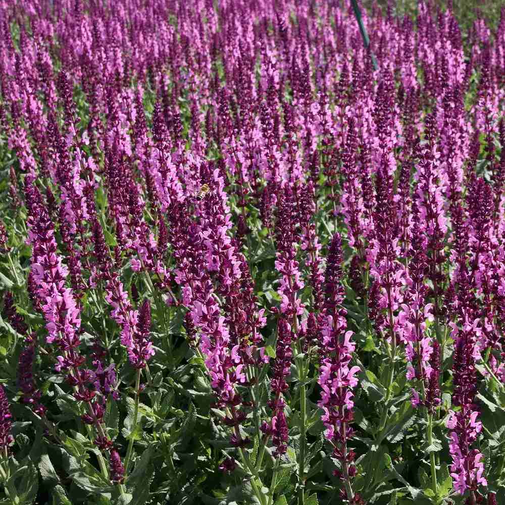 Salvie de Padure Pink Sensation - Parfum intens