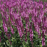 Salvie de Padure Pink Sensation - Parfum intens