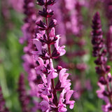 Salvie de Padure Pink Sensation - Parfum intens