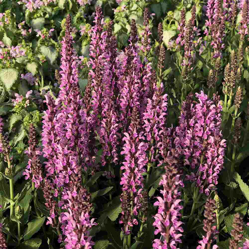 Salvie de Padure Pink Sensation - Parfum intens