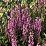 Salvie de Padure Pink Sensation - Parfum intens