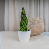 Sansevieria (Limba Soacrei) Impletita - 35 cm