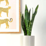 Sansevieria (Limba Soacrei) Black Coral - 30 cm