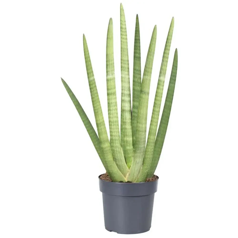 Sansevieria (Limba Soacrei) Mohican, Sansevieria cylindrica  Limba soacrei Mohawk, frunze verticale verzi, planta de interior exotica si purificatoare de aer - 25 cm