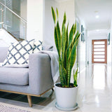 Sansevieria (Limba Soacrei) Laurentii - 80 cm