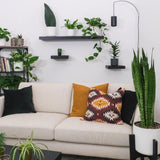 Sansevieria (Limba Soacrei) Zeylanica - 70-80 cm