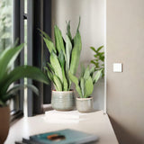 Sansevieria (Limba Soacrei) Moonshine, frunze argintii verzi deschise, planta de interior eleganta si purificatoare de aer, 35 cm