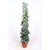 Planta Curgatoare (Scindapsus) Pictus Trebie, cu Suport - 120 cm