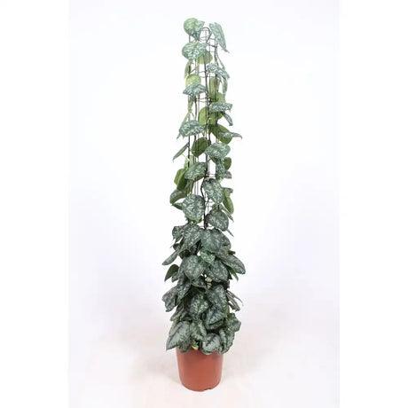 Planta Curgatoare (Scindapsus) Pictus Trebie, cu Suport - 120 cm