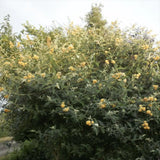 Liliac de Vara Sungold (Buddleja), arbust decorativ cu flori aurii-galben foarte parfumate abundente, crestere rapida, iubitor de soare