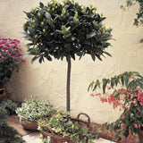 Dafin Comestibil - Tip Copac Ornamental cu Tulpina in forma de Inima