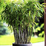 Bambus de gradina Negru (Fargesia Rufa) Black Pearl, tulpinii maronii-negru, neinvaziv, rezistent la frig, gard viu vesnic verde, simbol de protectie si integritate