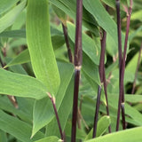 Bambus de gradina Negru (Fargesia Rufa) Black Pearl, tulpinii maronii-negru, neinvaziv, rezistent la frig, gard viu vesnic verde, simbol de protectie si integritate