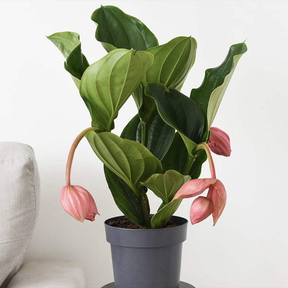 Floarea Regelui Medinilla Flamenco, 50-55 cm, flori roz spectaculoase, planta tropicala exotica, decor luxuriant pentru casa si interior
