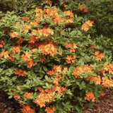 Japán azálea (Rhododendron) Glowing Embers, örökzöld díszcserje intenzív vörös-narancsszínű virágokkal, savanyú talajba és félárnyékba