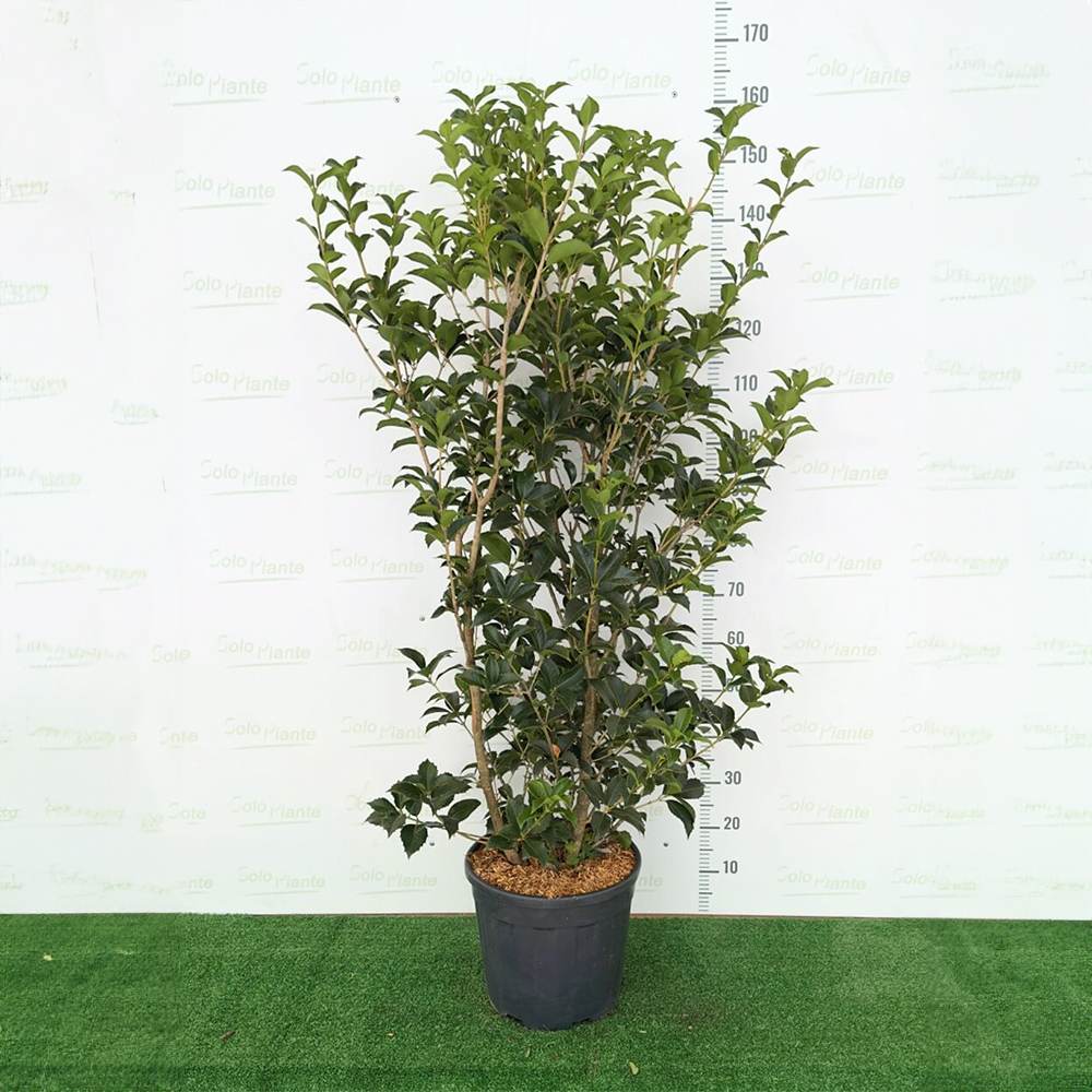 Illatcserje Osmanthus aquifolium – örökzöld cserje illatos fehér virágokkal és fényes lombozattal