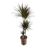 Dracaena marginata Magenta, 150 cm, 3 Tulpini, planta de apartament decorativa usor de ingrijit