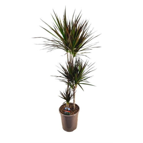 Dracaena marginata Magenta, 150 cm, 3 Tulpini, planta de apartament decorativa usor de ingrijit