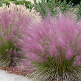 Iarba Decorativa roz-purpuriu Texas (Muhlenbergia Capillaris), iarba cu flori roz spectaculoase, perena, tolereaza seceta