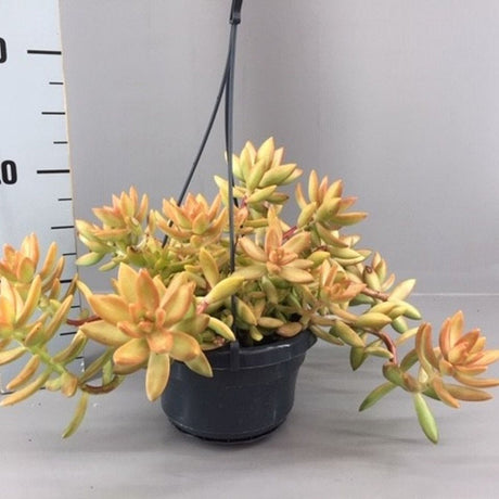 Iarba Grasa, Sedum Nussbaumerianum, suculenta suspendata, frunzis portocaliu, usor de ingrijit