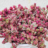 Iarba Grasa (Sedum) Tricolor