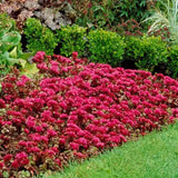 Iarba Grasa Sedum spurium Schorbuser Blut, frunzis verde si flori roz, compact, decorativ tot timpul anului