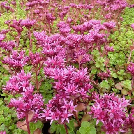 Iarba Grasa Sedum spurium Schorbuser Blut, frunzis verde si flori roz, compact, decorativ tot timpul anului