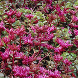 Iarba Grasa Sedum spurium Schorbuser Blut, frunzis verde si flori roz, compact, decorativ tot timpul anului