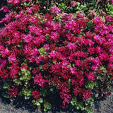 Iarba Grasa Sedum spurium Schorbuser Blut, frunzis verde si flori roz, compact, decorativ tot timpul anului