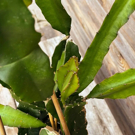 Sárga pitaya 'Palora' – egzotikus, illatos sárga gyümölcsű kúszókaktusz