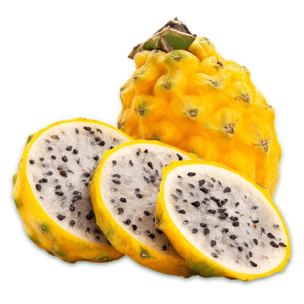 Sárga pitaya 'Palora' – egzotikus, illatos sárga gyümölcsű kúszókaktusz