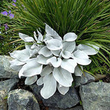 Cineraria Senecio Angel Wings, cu frunze argintii-albe pufoase