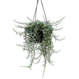 Senecio Halianus, 35 cm, planta suculenta suspendata, frunzis argintiu, usor de ingrijit