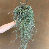 Senecio Halianus, 35 cm, planta suculenta suspendata, frunzis argintiu, usor de ingrijit
