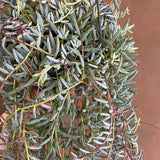 Senecio Halianus, 35 cm, planta suculenta suspendata, frunzis argintiu, usor de ingrijit