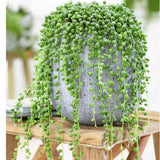 Sirag de perle Senecio Rowleyanus, planta suculenta curgatoare, planta interior suspendata decorativa- 25 cm