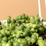 Sirag de perle Senecio Rowleyanus, planta suculenta curgatoare, planta interior suspendata decorativa - 20 cm