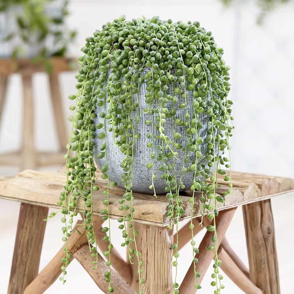 Sirag de perle Senecio Rowleyanus, planta suculenta curgatoare, planta interior suspendata decorativa- 25 cm