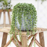 Sirag de perle Senecio Rowleyanus, planta suculenta curgatoare, planta interior suspendata decorativa- 25 cm